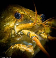 Crayfish series. by Philippe Velghe 